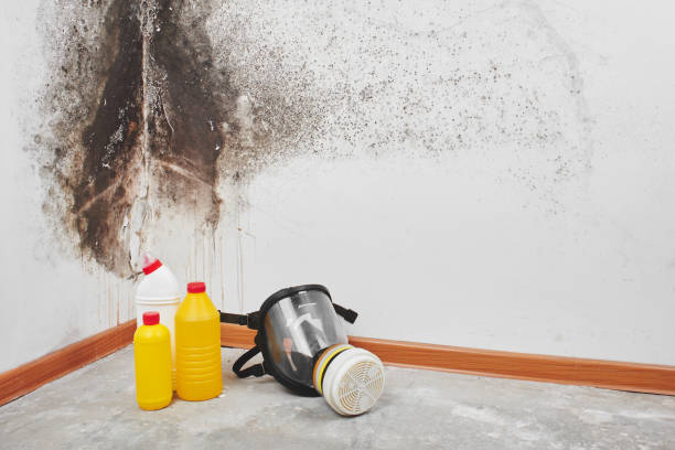 Best Mold Damage Repair  in Wmington, IL