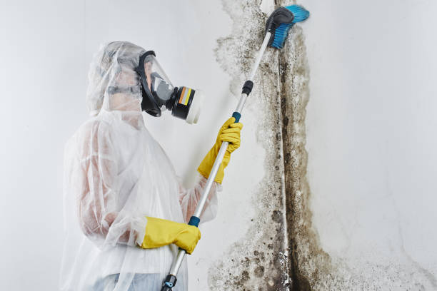 Best Certified Mold Removal  in Wmington, IL