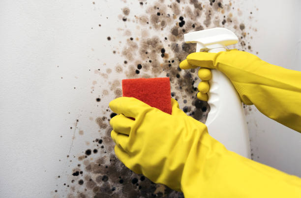 Best Office Mold Removal Services  in Wmington, IL