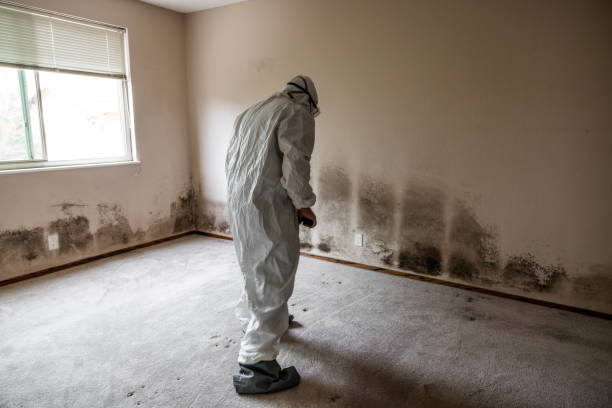 Best Local Mold Removal Service  in Wmington, IL