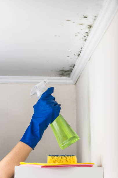 Best Same-Day Mold Removal  in Wmington, IL